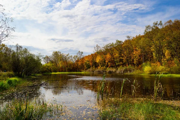 Ormandaki göl, sonbahar ormanı, ağaçlar, yeşillik suyu