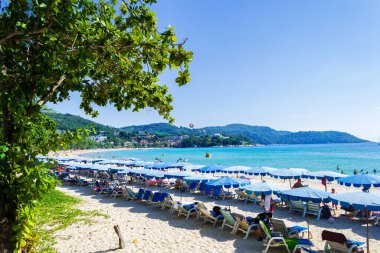 Palmiye ağaçları, sahil, deniz koyunda güneşlenirler.