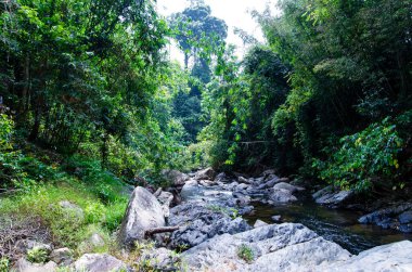 Dağ nehri, ormandaki nehir, taşlar, hızlı nehir, orman.