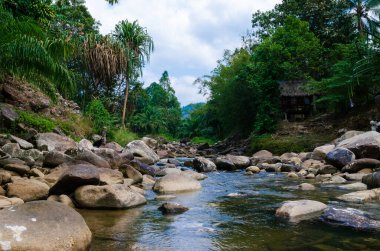 Dağ nehri, ormandaki nehir, taşlar, hızlı nehir, orman.