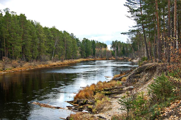 Река в лесу, Осень, Лес, Деревья, Вода — стоковое фото