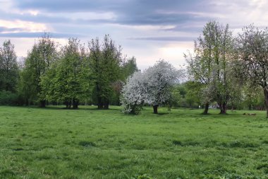 çiçek elma ağacında alan günbatımı
