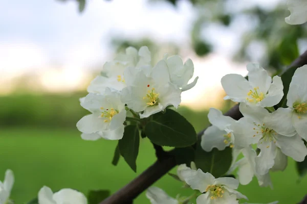 Fleur pomme arbre macro — Photo