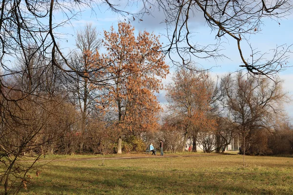 Árboles del parque de otoño desnudos — Foto de Stock