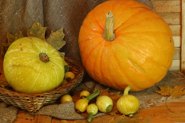 Pumpkin macro harvest — Stock Photo, Image