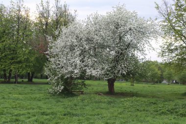 çiçek elma ağacında alan günbatımı