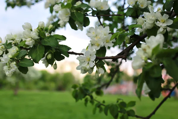 Blume Apfelbaum Makro — Stockfoto