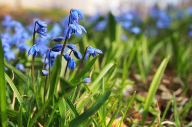 Mavi ilk çiçek bahar