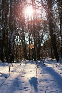 Kış ağaç bir dalda yaprak