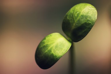 tohumlarından küçük Fideler kutusuyla 