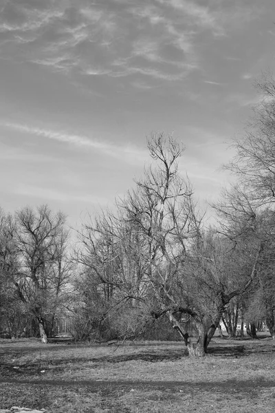 Paisagem monocromática parque primaveril árvores nuas — Fotografia de Stock