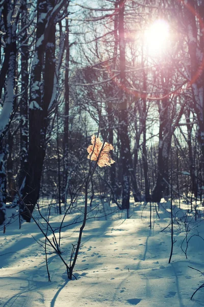 Floresta folha solitária na árvore de inverno — Fotografia de Stock