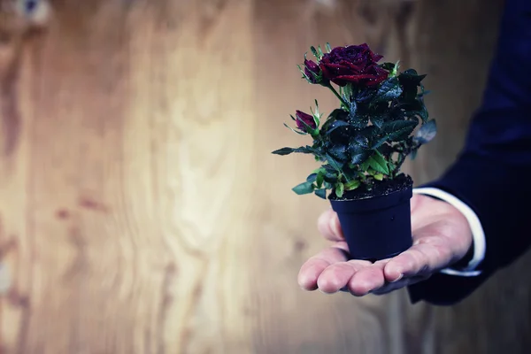 Pot with rose in a hand man suit background