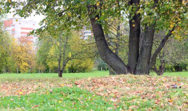 Park manzarası yalnız ağaç