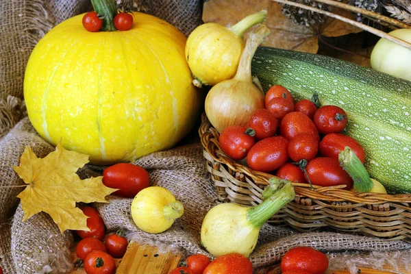 Сбор помидоров из тыкв и осенних овощей — стоковое фото