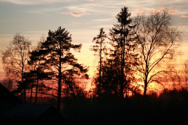 Nordic günbatımı siluet Şubesi