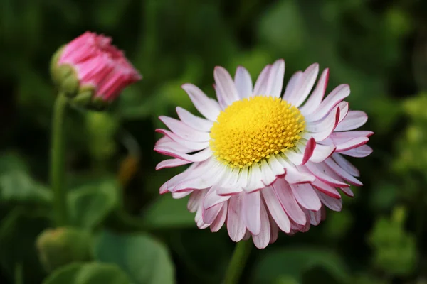 Весенний цветок в поле — стоковое фото