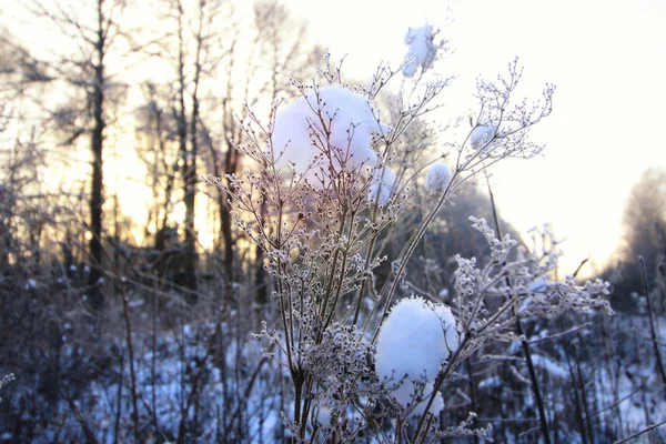 Frost on the bush in the woods — Stock Photo, Image