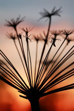 Nordic günbatımı siluet Şubesi