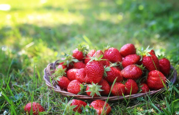 Fresh strawberry outdoor — Stock Photo, Image