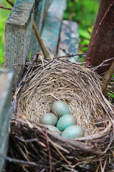Het nest van de vogel in de natuur — Stockfoto