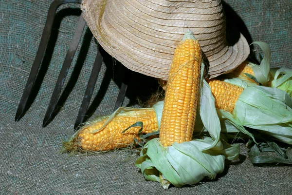 Mısır koçanı şapka doğa — Stok fotoğraf