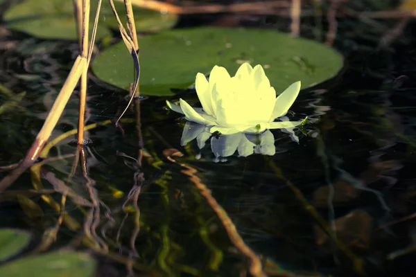 Lirio de agua blanca — Foto de Stock