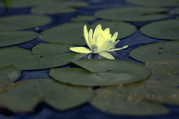 Bílá voda Lily — Stock fotografie