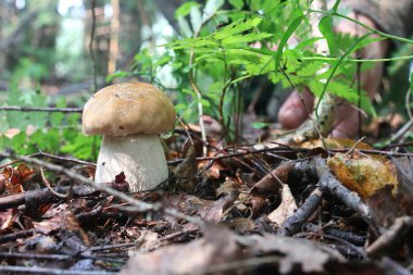 Boletus mantar damla su