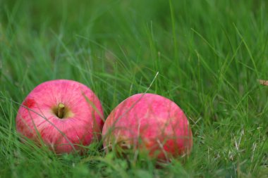 elma hasat çimenlerin üzerinde