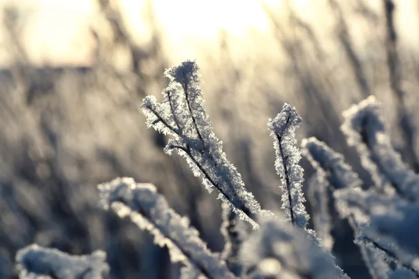 Rama de la planta cubierta de nieve macro invierno — Foto de Stock