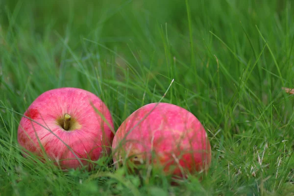 Récolte de pommes sur l'herbe — Photo