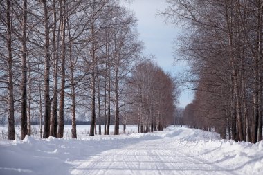 Kış orman manzarası. Kar altında uzun ağaçlar. Ocak ayının soğuk günü parkta.
