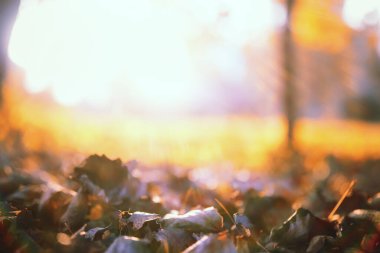 Yaz sonu. Eşit sıcaklıkta.