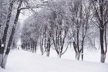 Kış orman manzarası. Kar altında uzun ağaçlar. Ocak ayının soğuk günü parkta.