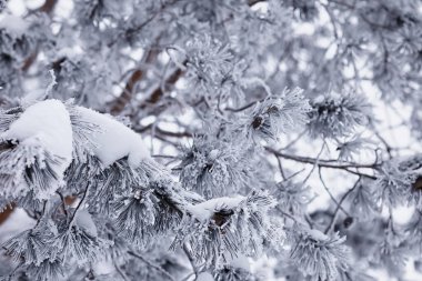 Kış orman manzarası. Kar altında uzun ağaçlar. Ocak ayının soğuk günü parkta.