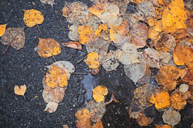Da sırasında parkta Sonbahar yağmuru