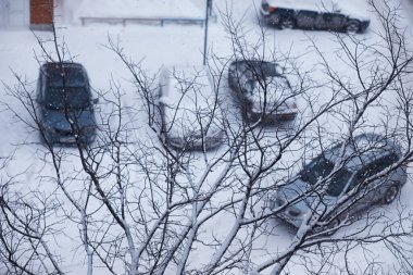 Kış orman manzarası. Kar altında uzun ağaçlar. Ocak ayının soğuk günü parkta.