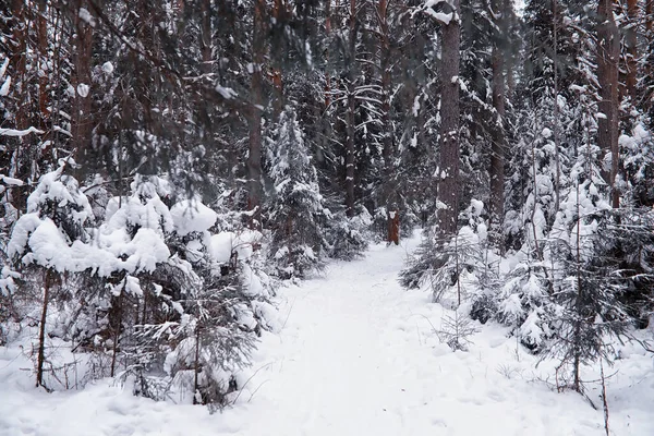 Winter forest landscape. Tall trees under snow cover. January frosty day in park.