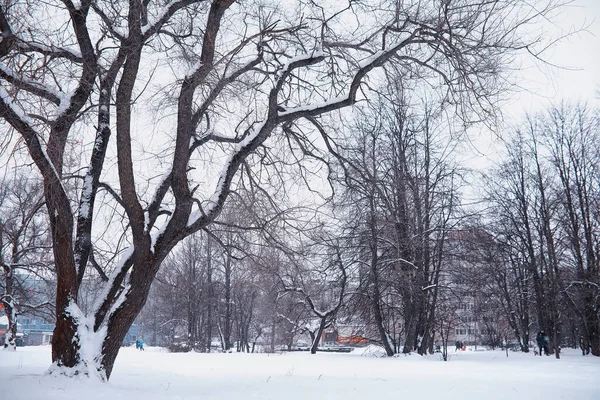 Paesaggio Forestale Invernale Alberi Alti Sotto Manto Neve Gennaio Giornata — Foto Stock