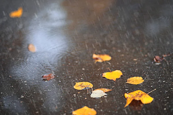 Herbstregen Park Der Nacht — Stockfoto