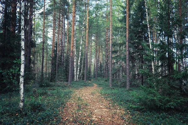 Verdes Brillantes Primavera Amanecer Bosque Naturaleza Cobra Vida Principios Primavera — Foto de Stock