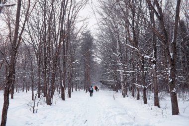 Kış orman manzarası. Kar altında uzun ağaçlar. Ocak ayının soğuk günü parkta.
