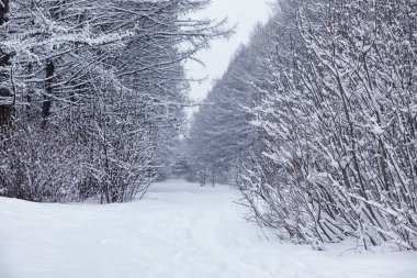 Kış orman manzarası. Kar altında uzun ağaçlar. Ocak ayının soğuk günü parkta.