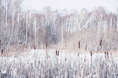 Kış orman manzarası. Kar altında uzun ağaçlar. Ocak ayının soğuk günü parkta.