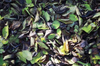 Parlak bahar, şafakta ormanda yeşilleniyor. Doğa ilkbaharın başlarında canlanır..