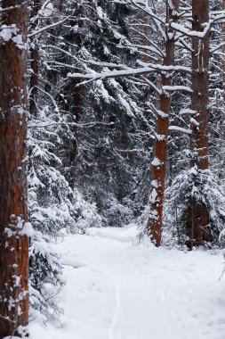 Kış orman manzarası. Kar altında uzun ağaçlar. Ocak ayının soğuk günü parkta.