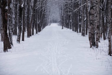 Kış orman manzarası. Kar altında uzun ağaçlar. Ocak ayının soğuk günü parkta.