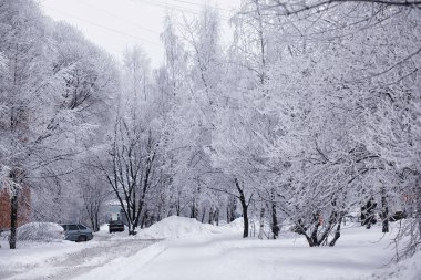 Kış orman manzarası. Kar altında uzun ağaçlar. Ocak ayının soğuk günü parkta.