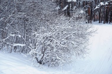 Kış orman manzarası. Kar altında uzun ağaçlar. Ocak ayının soğuk günü parkta.